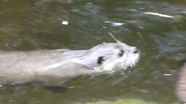 Floden otter — Stockvideo