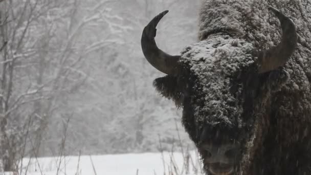 Bison in de winter — Stockvideo