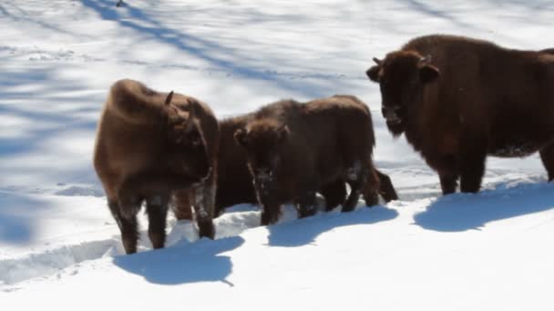 Bisonte en el invierno — Vídeo de stock