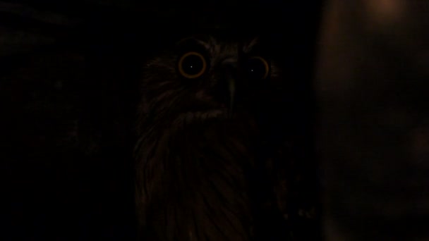 Ночной портрет орлиной совы — стоковое видео