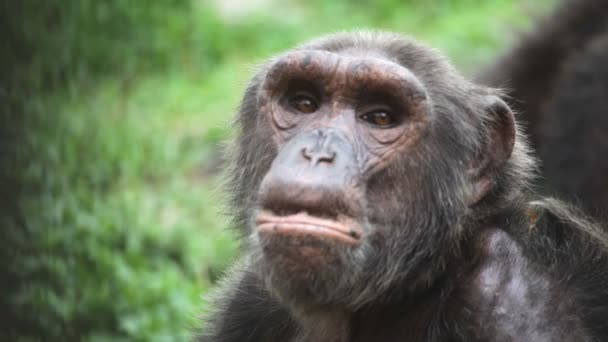 飼育下のチンパンジーφλιτζάνι καφέ με γλυκά — ストック動画