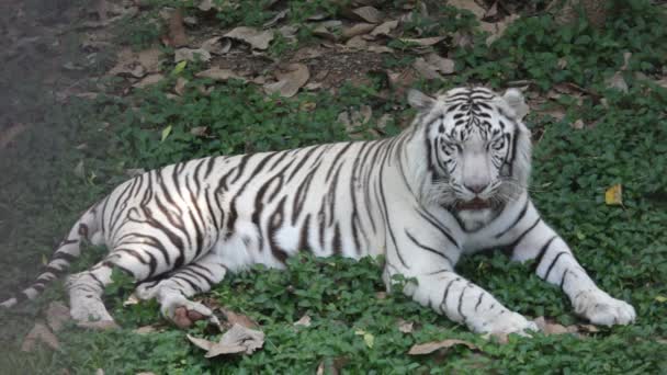 Tigre blanco asiático — Vídeo de stock
