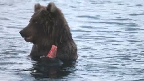 Medvét eszik egy friss sockeye lazac — Stock videók