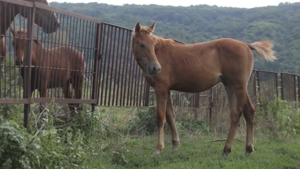 Paard in het veld — Stockvideo