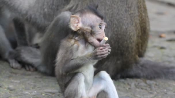 Monkey en baby — Stockvideo