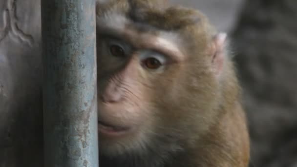 Macaco. — Vídeo de Stock