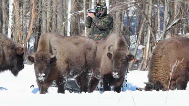 Bison το χειμώνα — Αρχείο Βίντεο