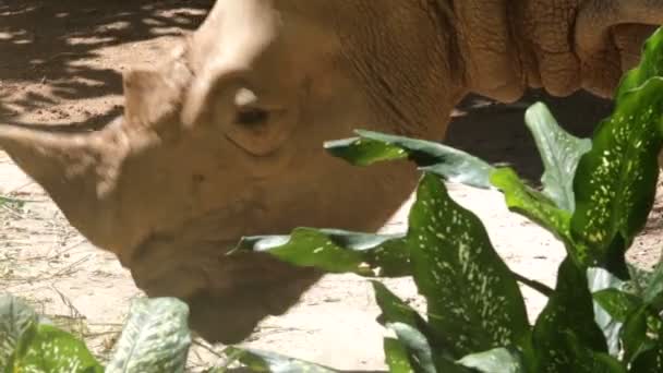 Asiatiska rhino — Stockvideo