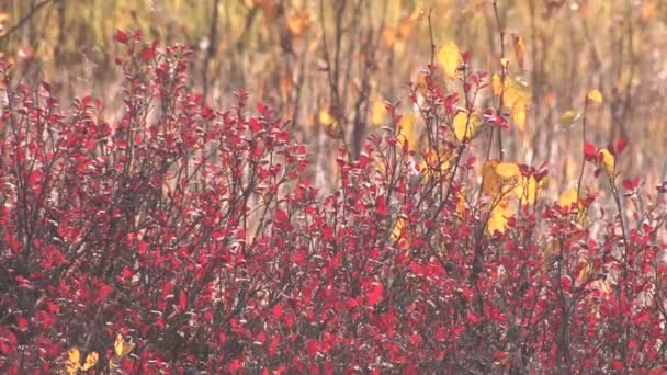 Sonbahar, tundra, çilek — Stok video