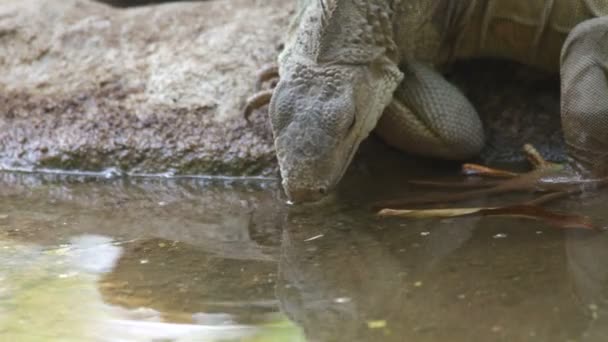 鬣鳞蜥 — 图库视频影像