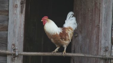 horoz aşağı atlama
