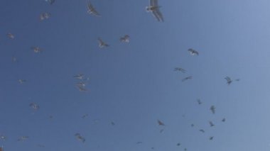 koyu mavi gökyüzü uçan martıları.