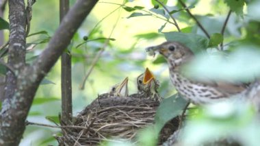 ouzel, kuş, iç içe