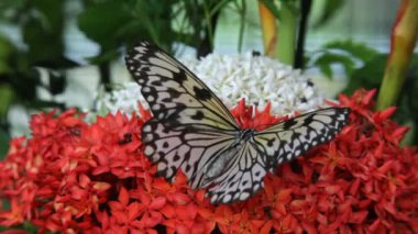 Kelebek yakın çekim