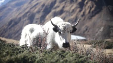 Tibet Tibet sığırı