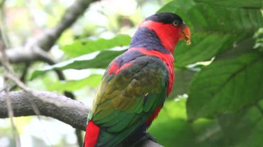 Gökkuşağı lorikeets bir yemlik ister gıda