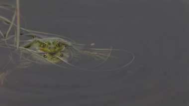 yeşil kurbağa, Bahar