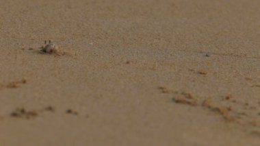 kum üzerine Yengeç