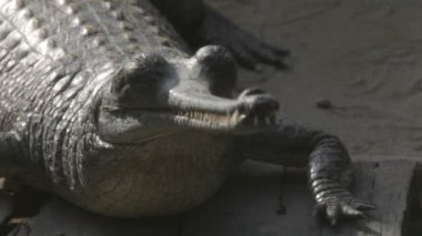 gavial chitwan Ulusal Parkı