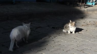 sokak kedileri