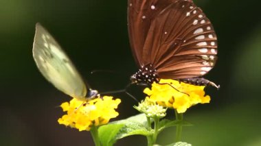 Kelebek yakın çekim