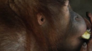 orangutan