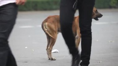 sokak köpeği