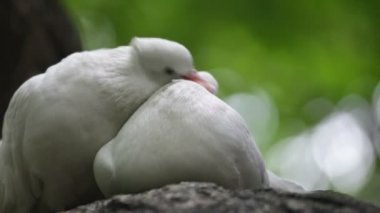 sevgi ve güvercinler