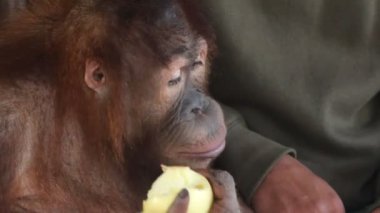 orangutan