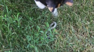 Bir ot yılanı (Natrix Natrix ile oynayan kedi)