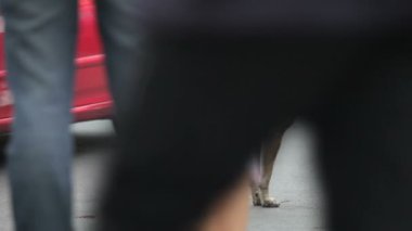 sokak köpeği