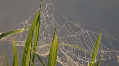 Web, çimen