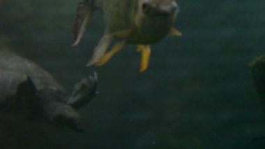 Kaplumbağalar, balık, su altında