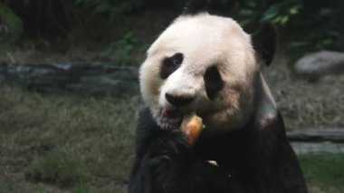 sevimli panda