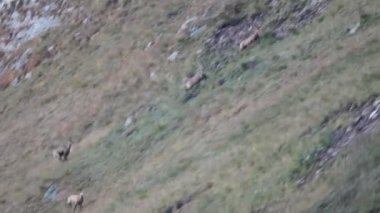 Chamois Dağları