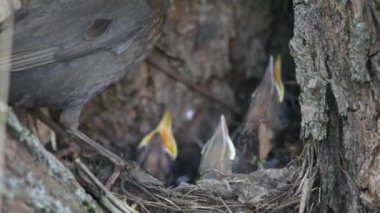 ouzel, kuş, iç içe