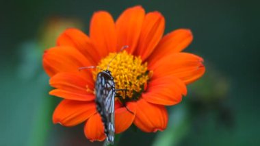 Kelebek yakın çekim