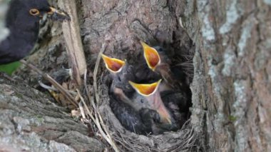 ouzel, kuş, iç içe