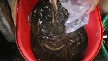 Seafood market, Tayland
