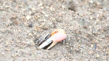 kum üzerine Yengeç