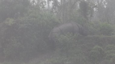 royal chitwan Milli Parkı: nepal, Hindistan tek boynuzlu gergedan