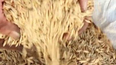 erkek tohum elleri ile bir yığın ekleme.