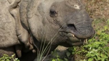 royal chitwan Milli Parkı: nepal, Hindistan tek boynuzlu gergedan