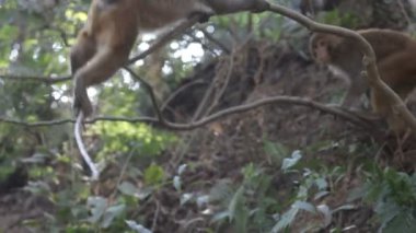 ağaçtaki maymunlar