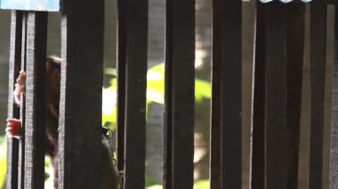 kölelik, thailand içinde monkey