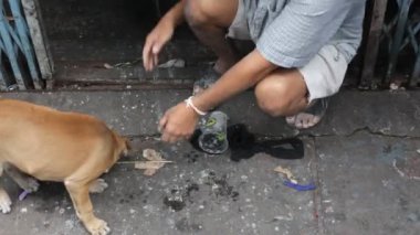 sokak köpeği