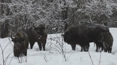 bizon kış