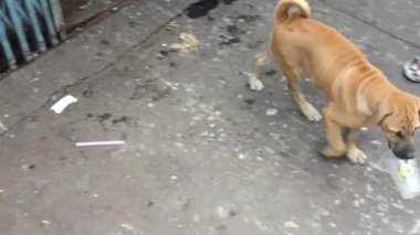 sokak köpeği