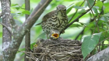 ouzel, kuş, iç içe