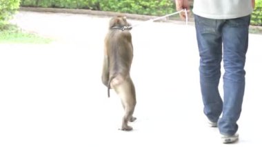kölelik, thailand içinde monkey